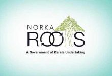 norka roots