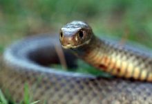 snake