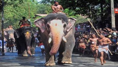 GURUVAYOOR ELEPHANT RACE