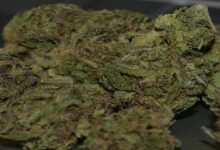 cannabist