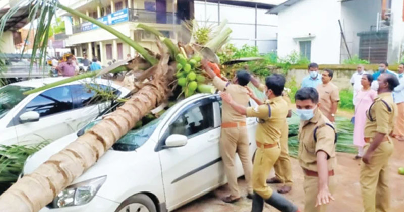 കാ​​റി​​നു മു​​ക​​ളി​​ൽ തെ​​ങ്ങ് വീ​​ണു : ദമ്പതികൾ ര​​ക്ഷ​​പ്പെ​​ട്ട​​ത് മി​​നിറ്റു​​ക​​ളു​​ടെ വ്യത്യാസത്തിൽ